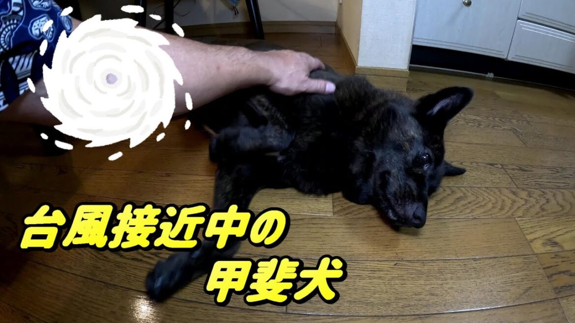 台風接近中の甲斐犬-　甲斐犬いち
