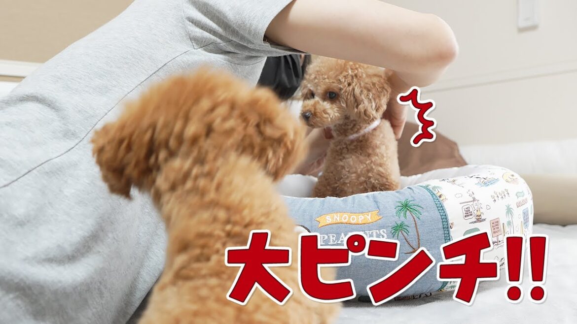 10ヶ月の子犬と3歳の犬のからだのサイズを測ってみたら一触即発の事態に！