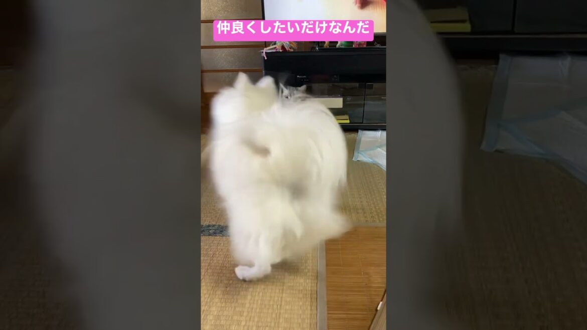 ねえねえ😆遊ぼ‼️【日本スピッツじゃむとアメショーぐみの友情物語②】