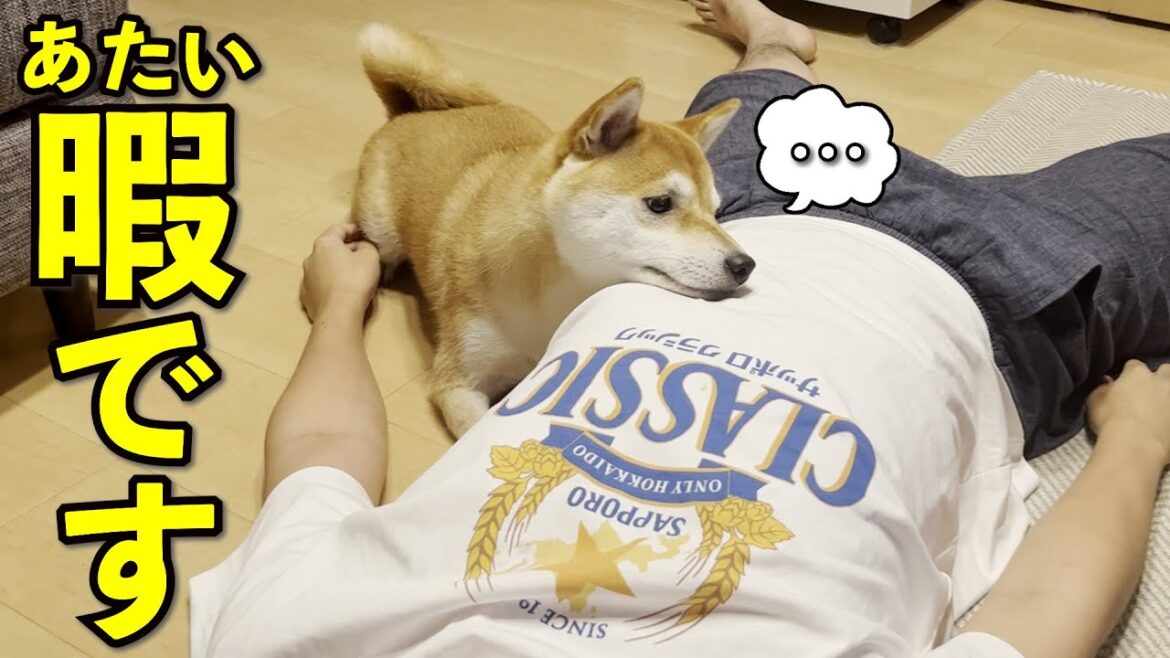 【かわいい】暇になったらすぐかまってちゃんになる柴犬 【かわいい】暇になったらすぐかまってちゃんになる柴犬