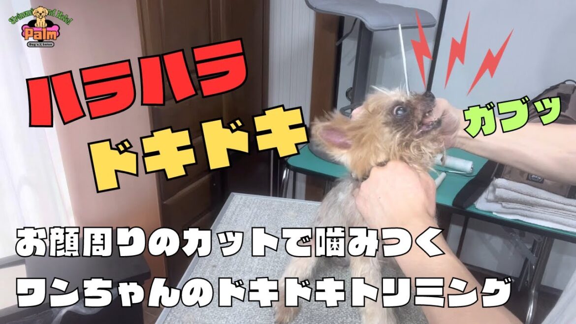 噛み犬のヨーキーをトリミング！お顔周りでドキドキ！！