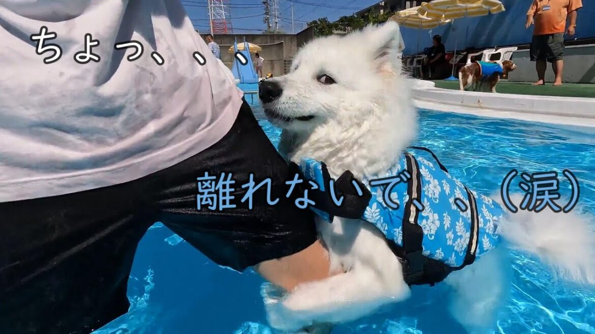 ムンしゃんのプールデビューは壮絶だった。。〜in ハイランドドッグヤード〜