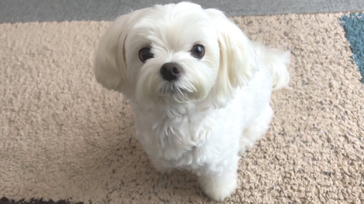 犬に浴衣着せたら可愛いに決まってんだろ【マルチーズ】
