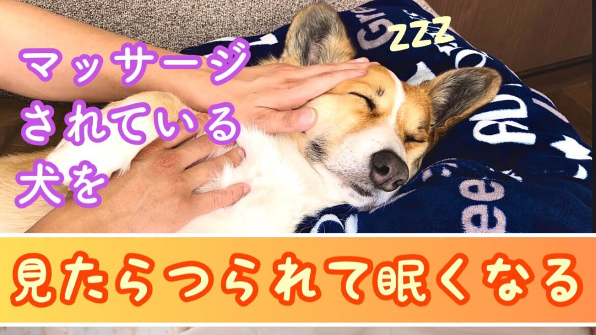 マッサージされて気持ちいい犬の顔を見るだけの動画【ウチのぽんぽん Dog Massage】