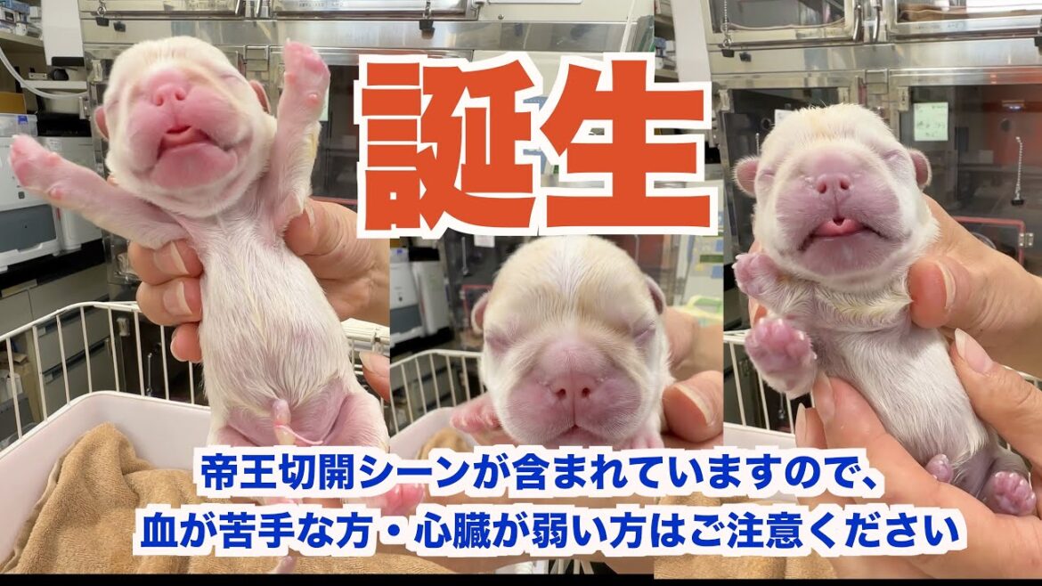 フレブルの帝王切開 赤ちゃん誕生 【French_bulldog フレンチブルドッグ 】 感動