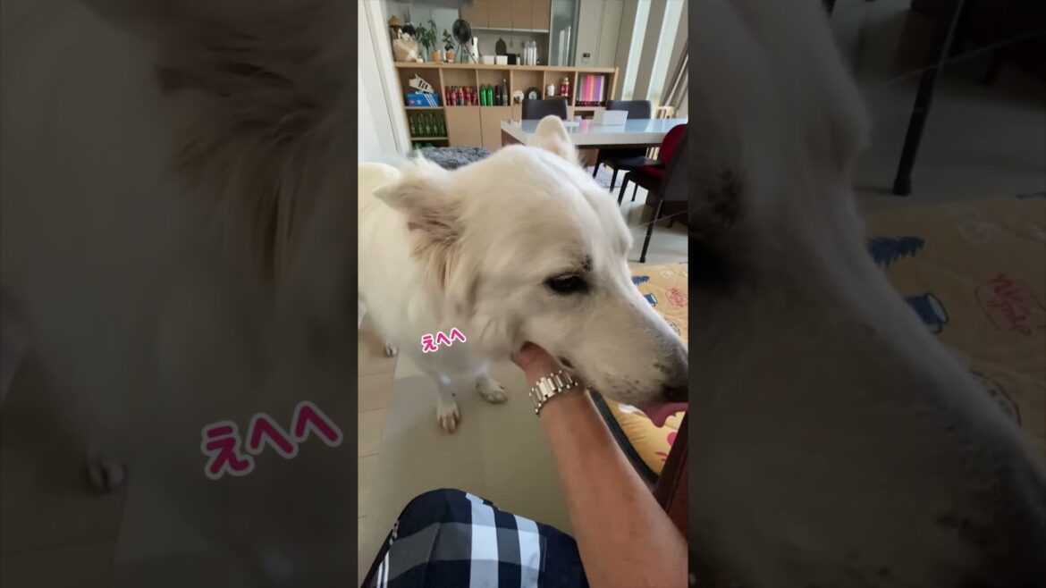 ママが帰ってくるとお留守番の報告をしながら甘えるホワイトシェパードがこちらです。#shorts