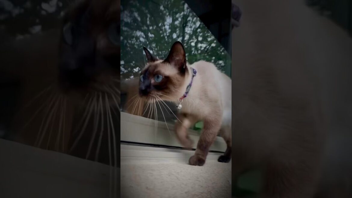 Dramatic queen like intro for Cici! 🐱 ❤️  #catlife #felinefamily #felinefriends #cat