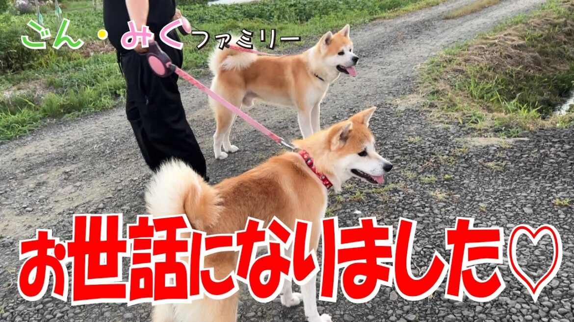 お世話に なりました♡　秋田犬【ごん・みく チャンネル】