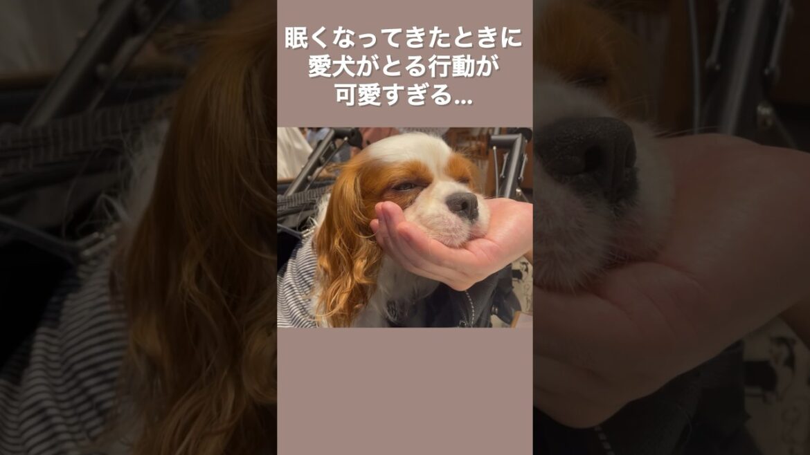 眠くなってきたときに愛犬がとる行動が可愛いすぎる… #shorts 眠くなってきたときに愛犬がとる行動が可愛いすぎる… #shorts