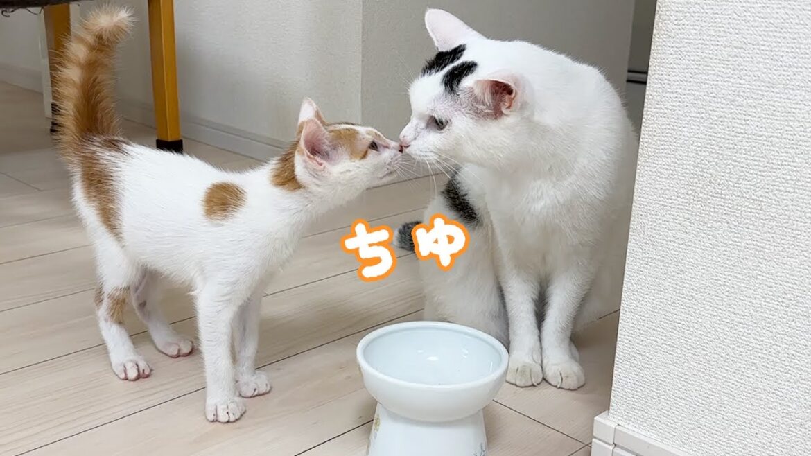 先住猫チロと子猫が初めて鼻チューしました！！