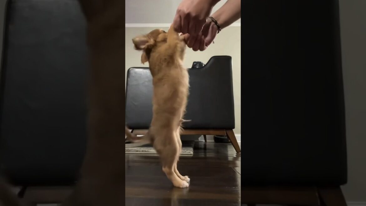 Poncho’s Top Moments Poncho's Top Moments