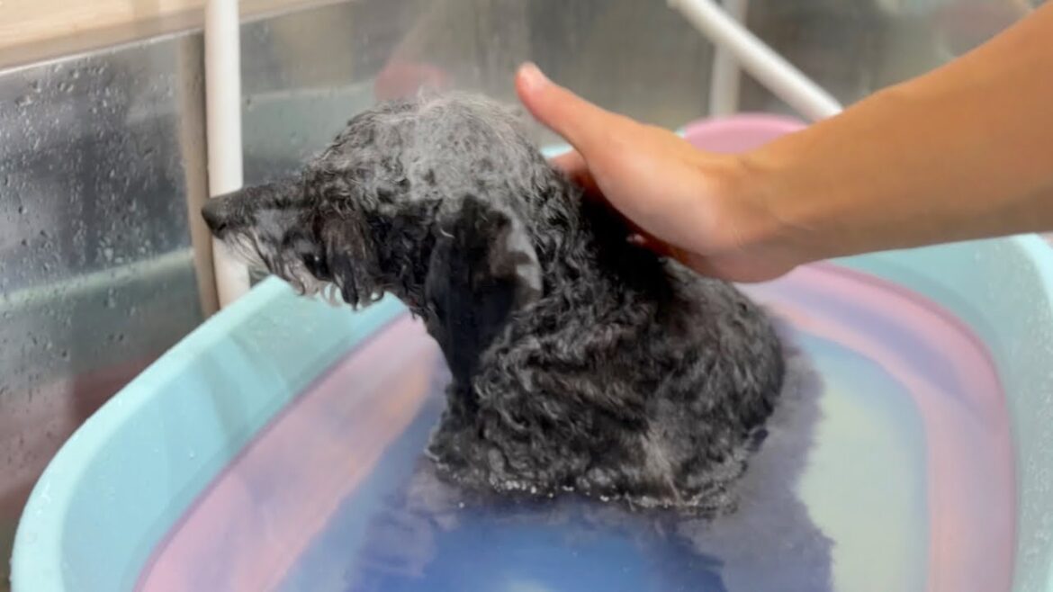 アニマー湯で皮膚ケアをするトイプードル♪(カイくん)