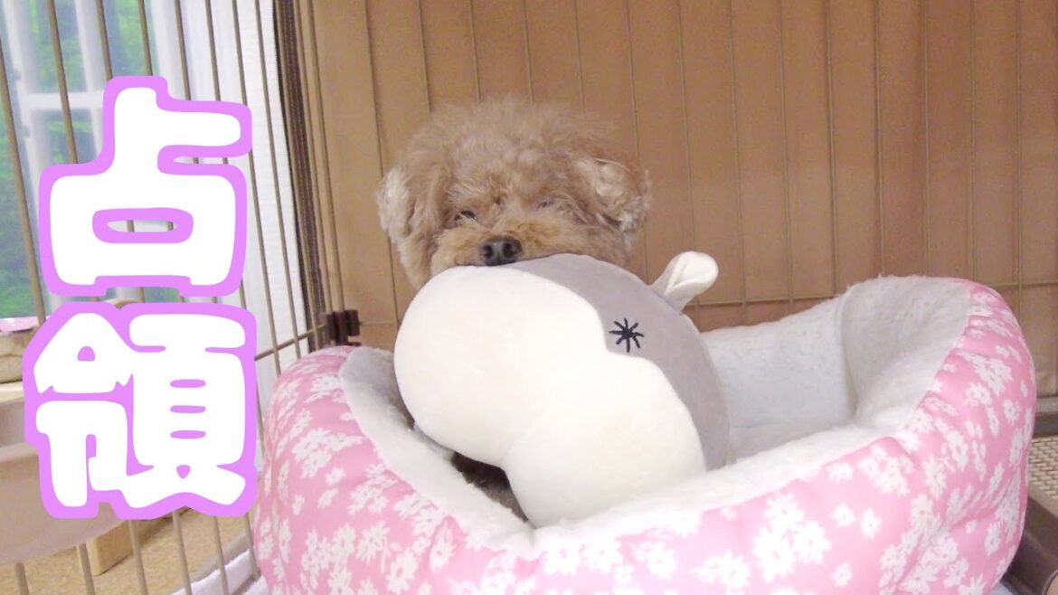 妹犬のお手入れ中にちゃっかり妹犬の部屋でくつろいじゃう兄犬がこちら