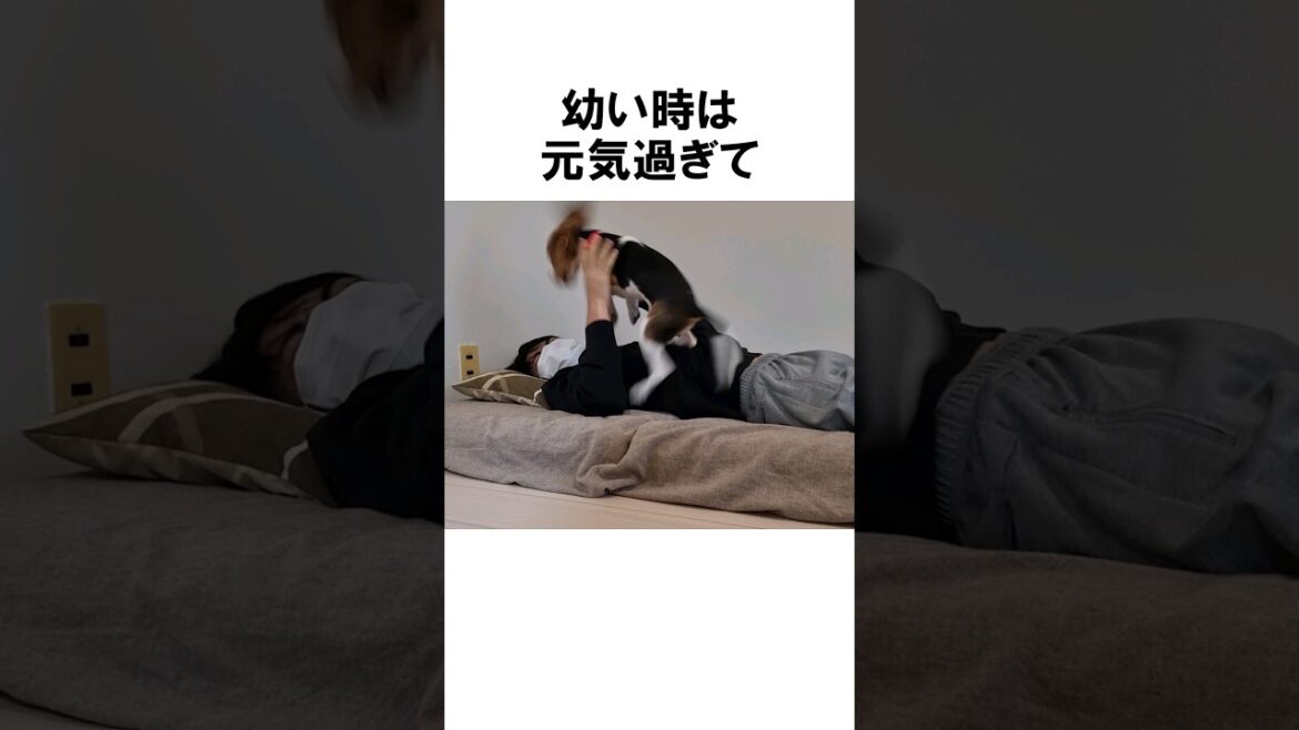 ビーグルの飼い主あるある