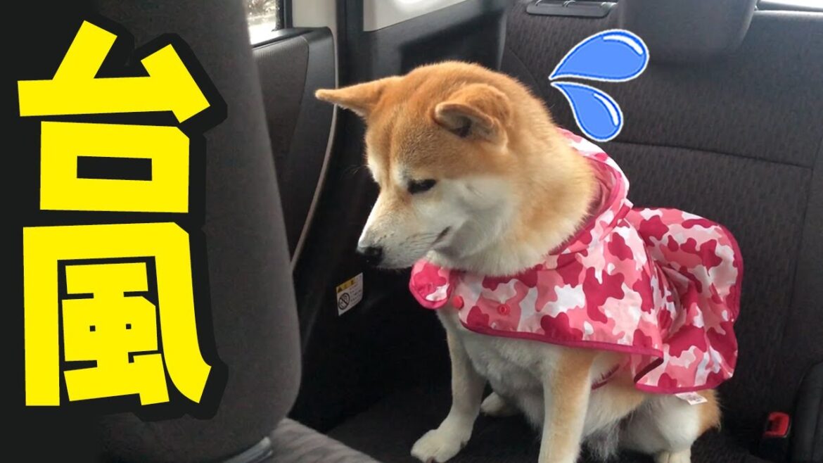 台風でカッパを着せられ落ち込む柴犬ちくわ