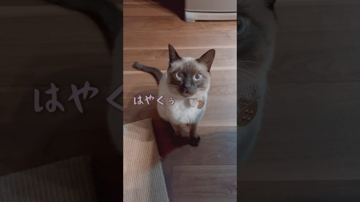 今すぐ遊びたくておしゃべりする猫。#保護猫 #シャムミックス #short