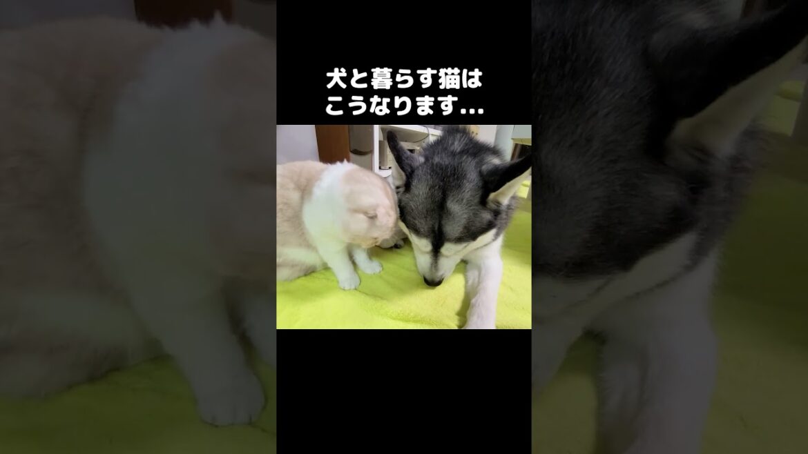 犬と暮らす猫はこうなります... #犬と猫