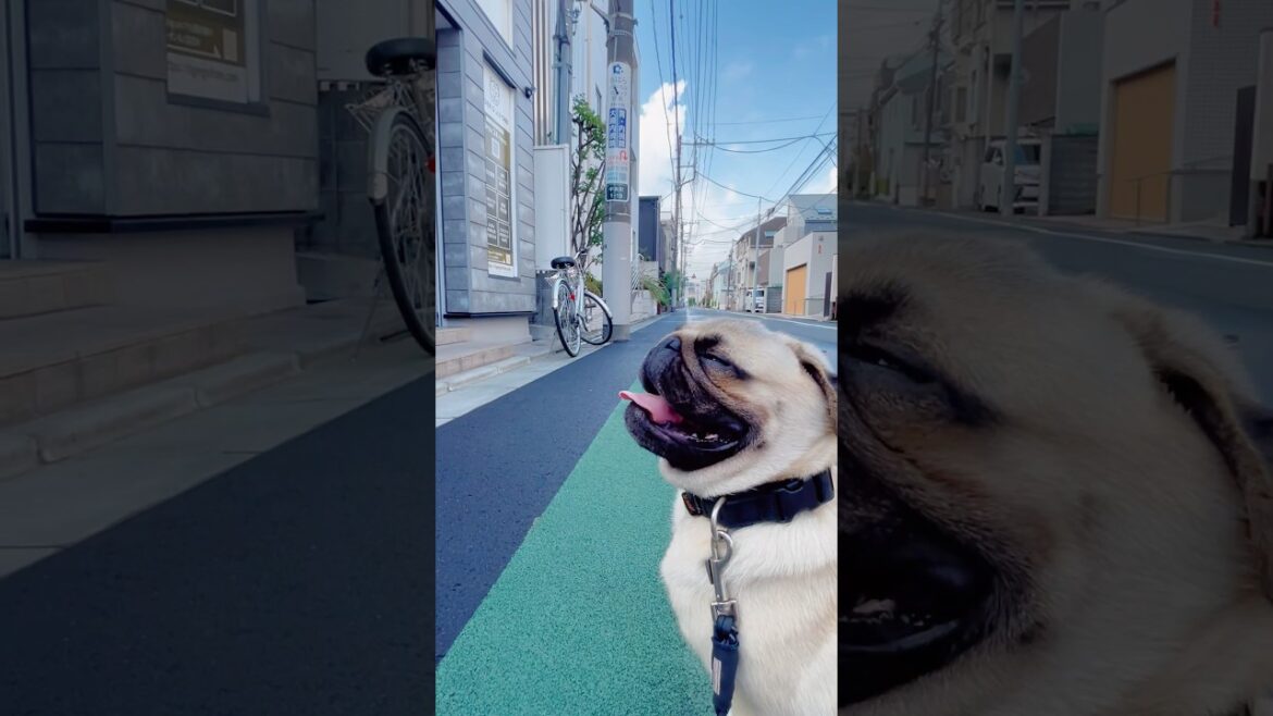[パグ]車が少ない (road without cars) #shorts