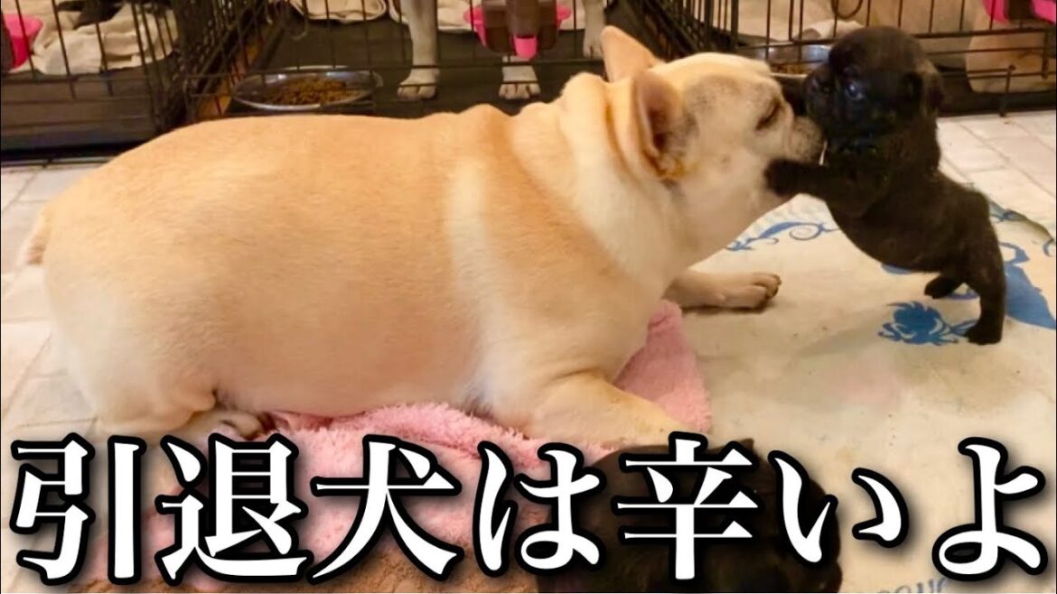 【泣ける】繁殖引退犬の日雇いバイトが辛すぎて草
