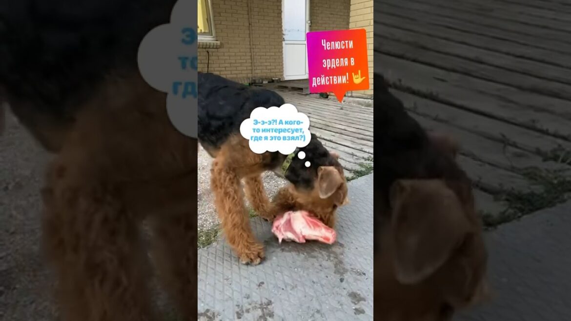 Челюсти эрделя в действии #shorts #airedale #airedaleterrier #эрдель #собака #мясо