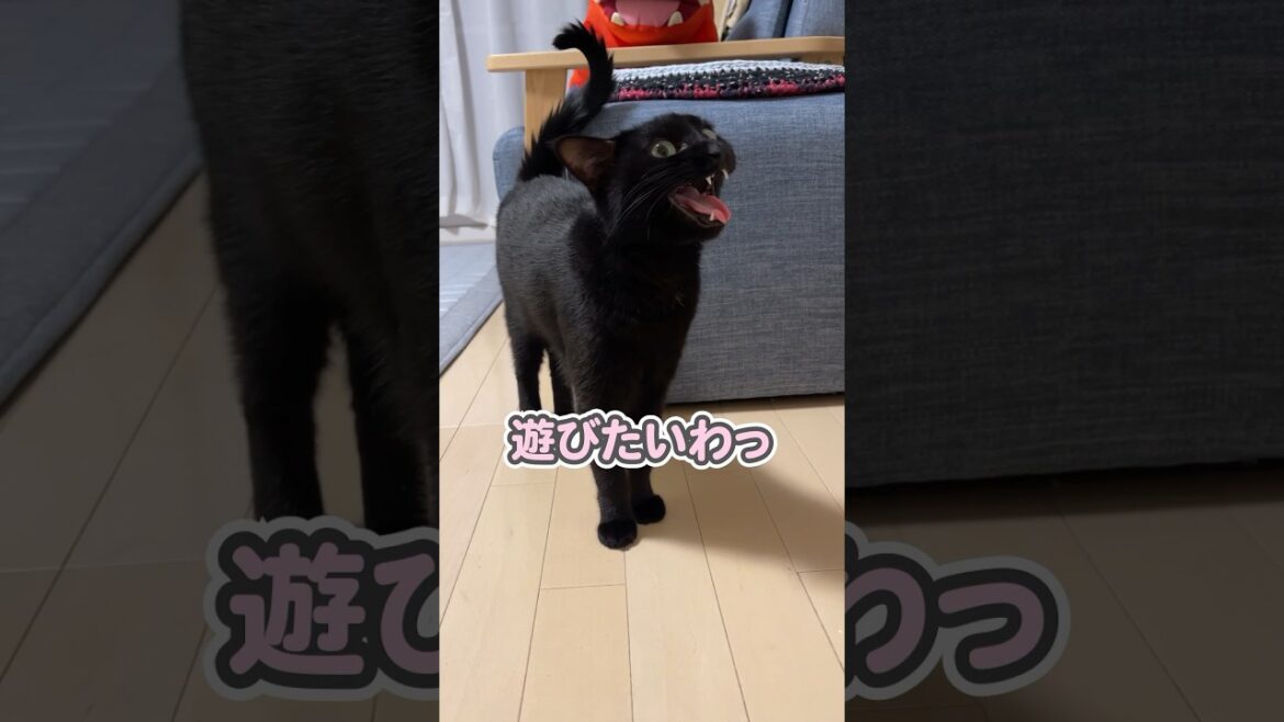 「絶対に寝ないわっ！」と断固拒否する猫
