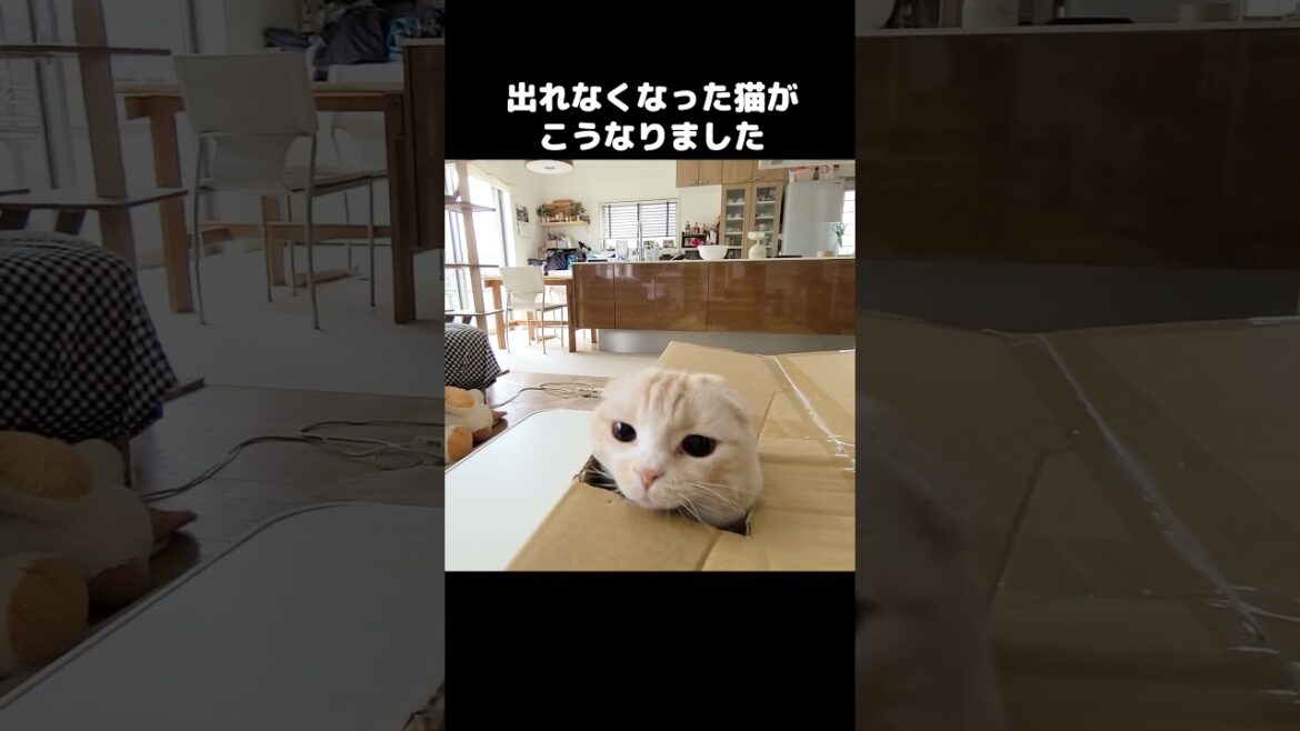 出れなくなった猫がかわいい...#shorts
