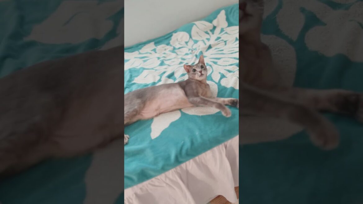 元気な8歳の猫 #cat #アビシニアン #ロシアンブルー mix猫 元気な8歳の猫 #cat #アビシニアン #ロシアンブルー mix猫