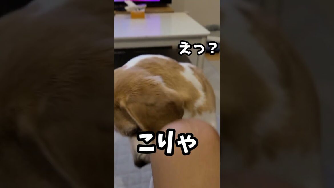 マウンティングをお断りした結果。ぶちぎれたビーグル犬