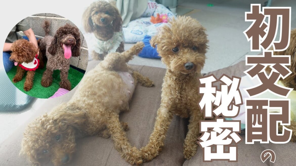 トイプードル妊娠奇跡の瞬間！初めての交配から妊娠報告まで全部見せます【トイプードルブリーダー】