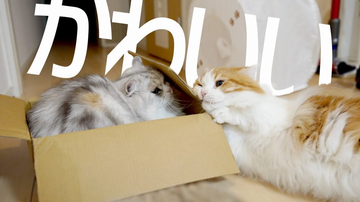 【マンチカンとミヌエット】圧倒的テンションの差!?床でかわいいが溢れてましたw 【マンチカンとミヌエット】圧倒的テンションの差!?床でかわいいが溢れてましたw