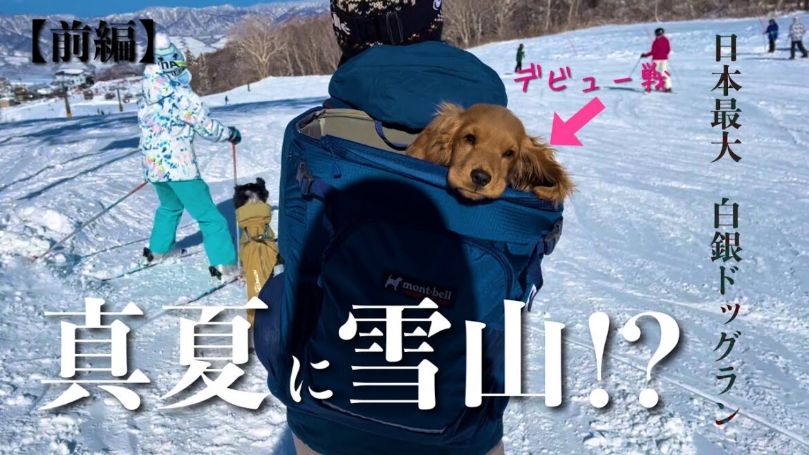 【スキー場・雪山編#5】真夏にスキー！？　イングリッシュコッカースパニエル「みみ」 の気持ち