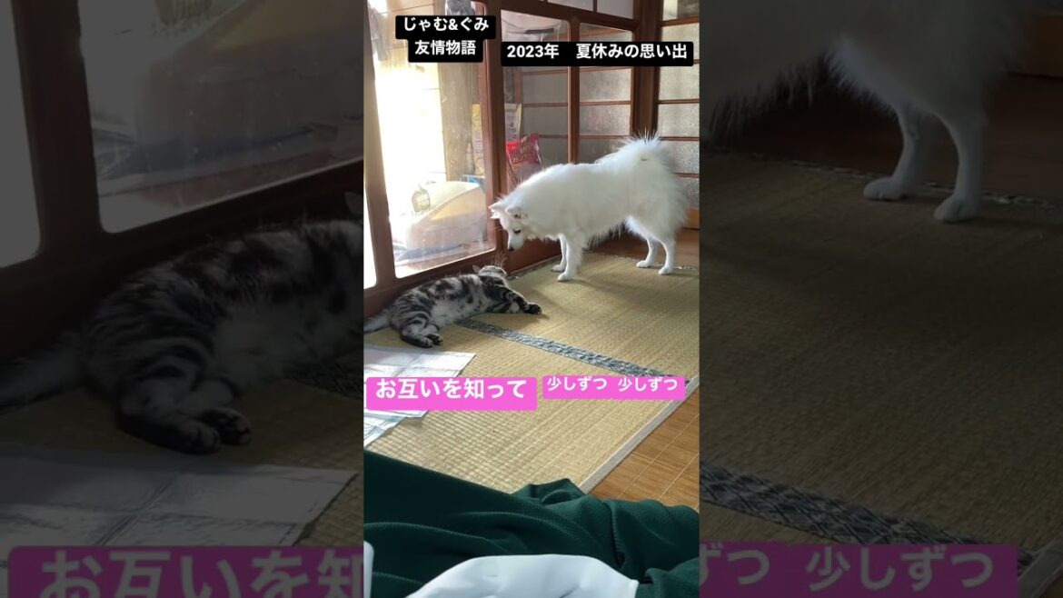 君はあたちの親友だよ🌸【日本スピッツじゃむとアメショーぐみの友情物語 完】