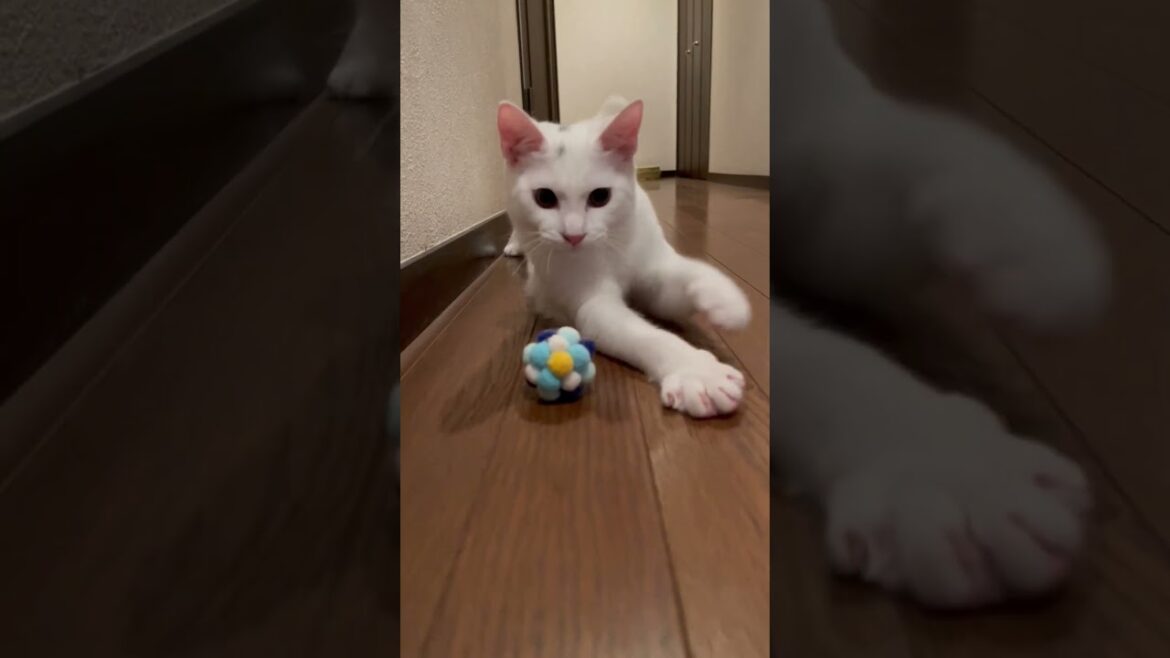 廊下に出てボール遊びを始めた保護子猫 #shorts