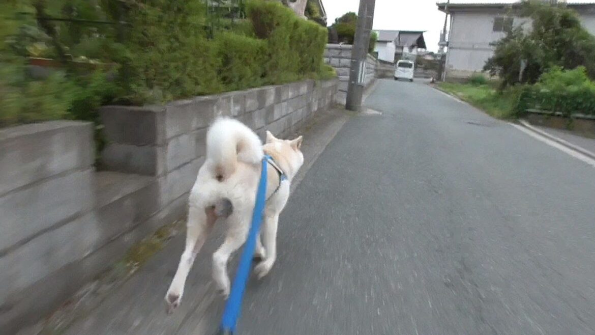 【秋田犬ゆうき】今日は少し涼しいかも♪と調子に乗って走り出した飼い主が股間を痛める【akita dog】