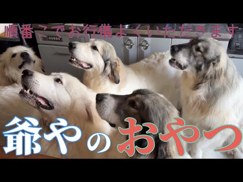 【おやつ待ち】爺やのおやつ配給は今日も安定安心の神業【Great Pyrenees】 【おやつ待ち】爺やのおやつ配給は今日も安定安心の神業【Great Pyrenees】