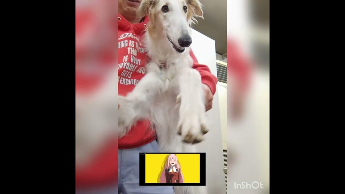 〔アニメダンス〕を踊ろうとした ボルゾイ🐕🎵😅Borzoi trying to dance the "Anime Dance