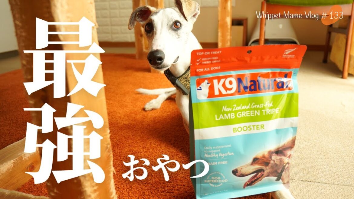 【K9ナチュラル】最強おやつと普通のフードを目の前に置いてみたら・・#133