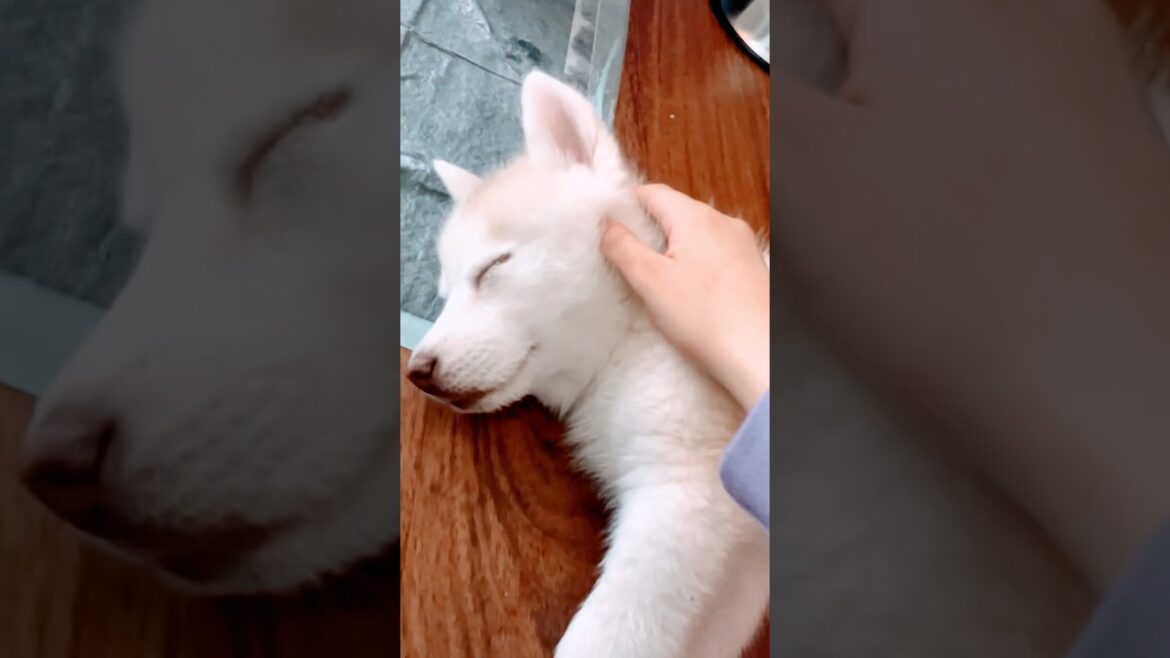 Siberian Huskies Are The Best Dogs😴💤 #shorts #huskydog #huskypuppies #huskyvideos #dogmom #dogshorts
