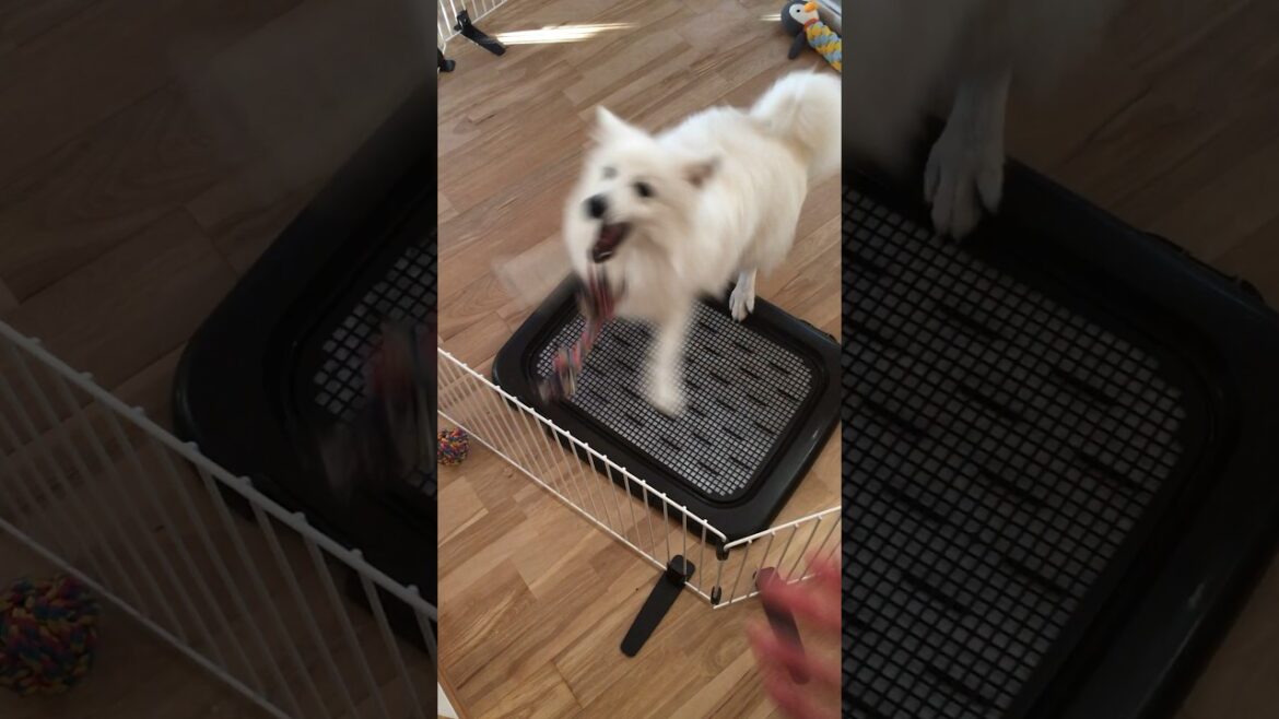 たぶん運動神経がよくない犬　#japanesespitz #日本スピッツ #shorts