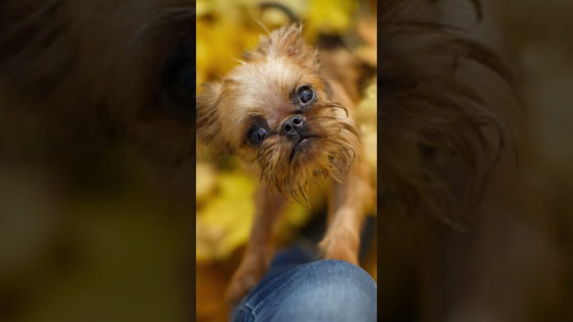 ブリュッセルグリフォンについて　#shorts 　ペットリフォームならセラフ榎本　愛犬家住宅　愛猫家住宅　埼玉県　東京都　神奈川県　犬種