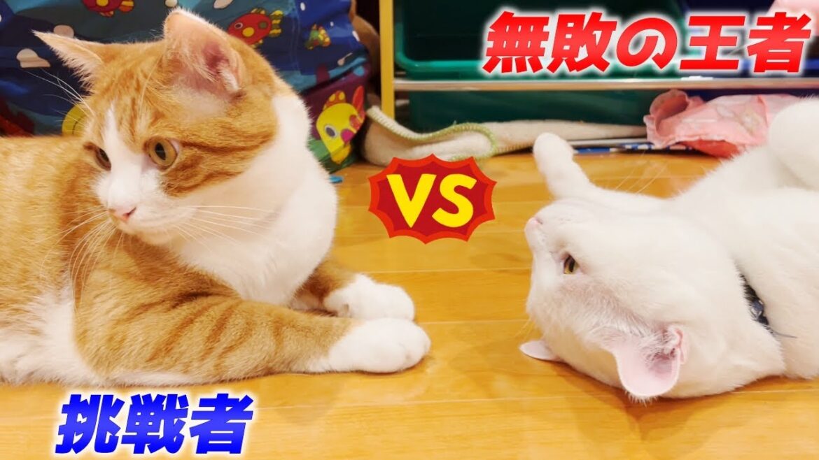 長男猫と次男猫によるバッチバチの「にらめっこ日本代表選手権」…笑[クラちゃんとトコちゃん]