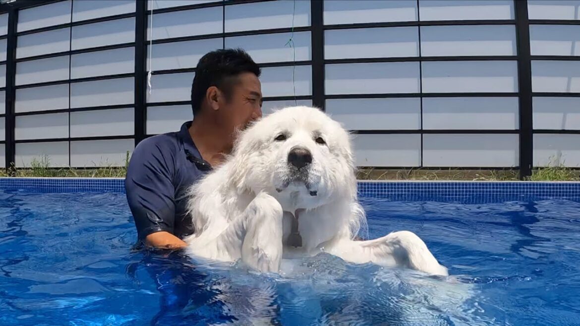 体重６０キロの運動は飼い主がしんどいですw