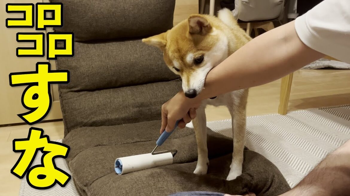 【かわいい】柴犬の前でコロコロで掃除をして後悔しました・・・