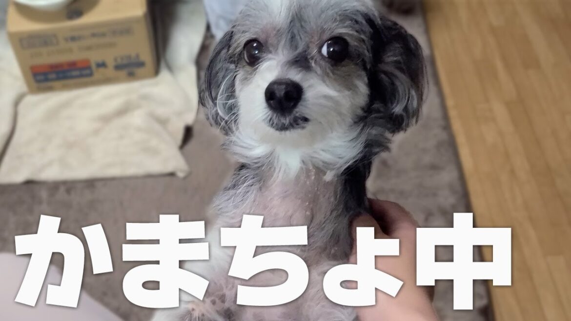 わがまま娘の要求がしつこすぎた【チャイクレ】