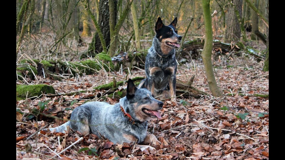 Australian Cattle Dogs in Action