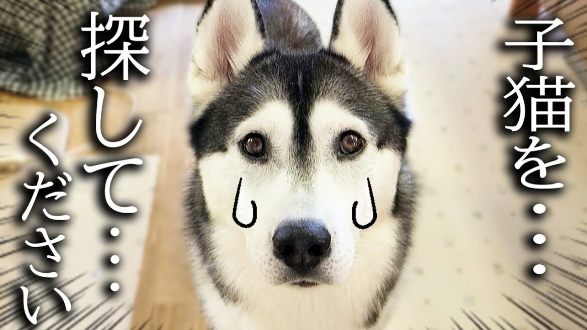 僕の子猫が何処にもいないんです...