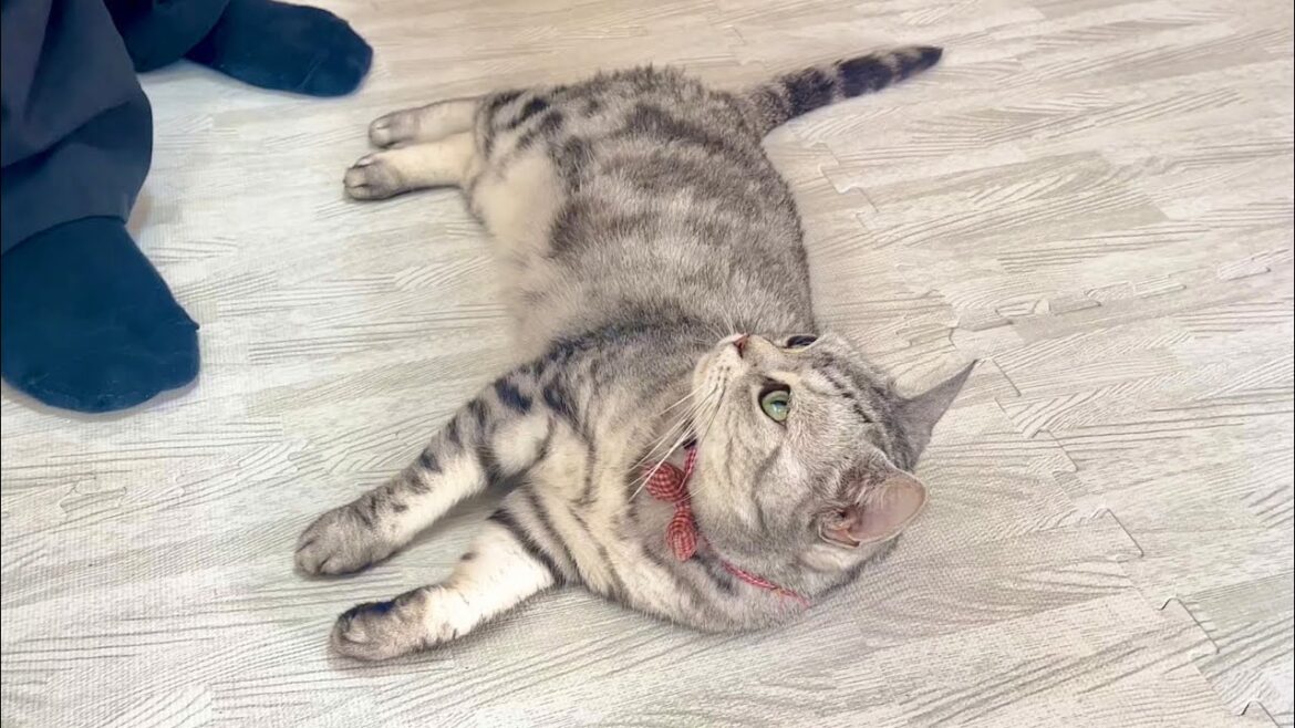 帰ってきたにぃににめっちゃ甘えるあいちゃん #猫 #アメリカンショートヘア