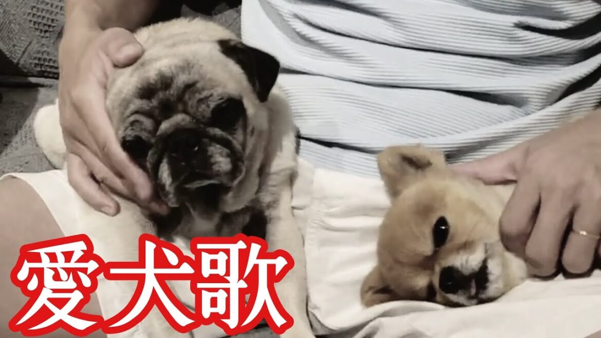 パグとチワワに作詞して音痴なりに歌ってみた！