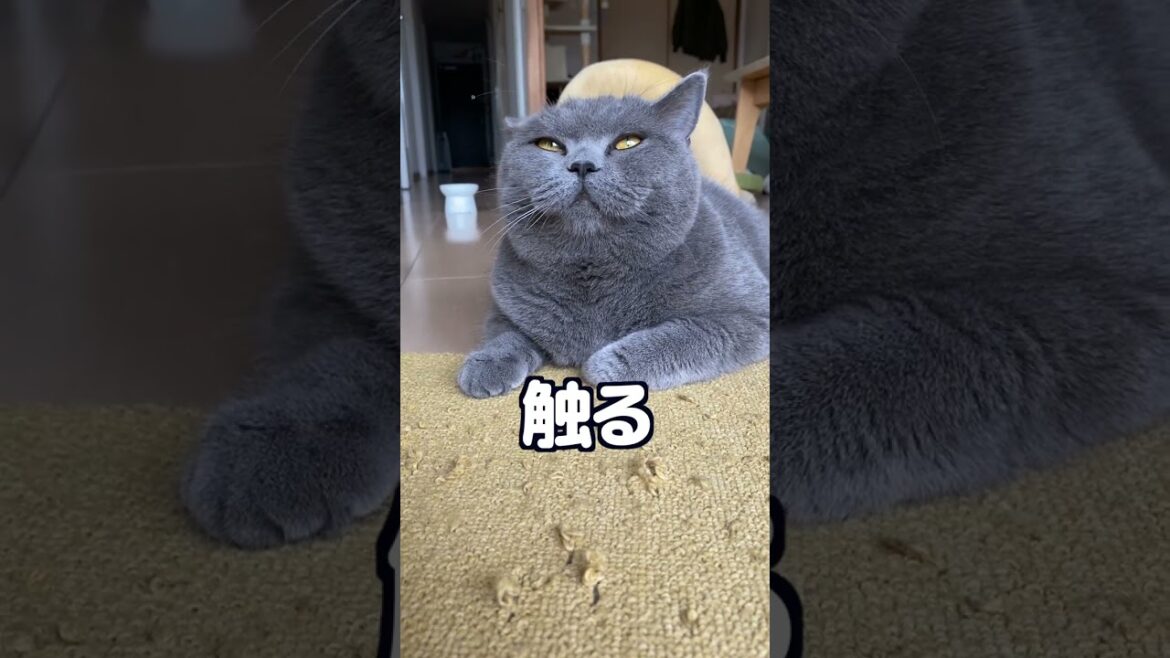 【ブリティッシュショートヘア】やっぱり猫はマグロになります2! 【ブリティッシュショートヘア】やっぱり猫はマグロになります2!