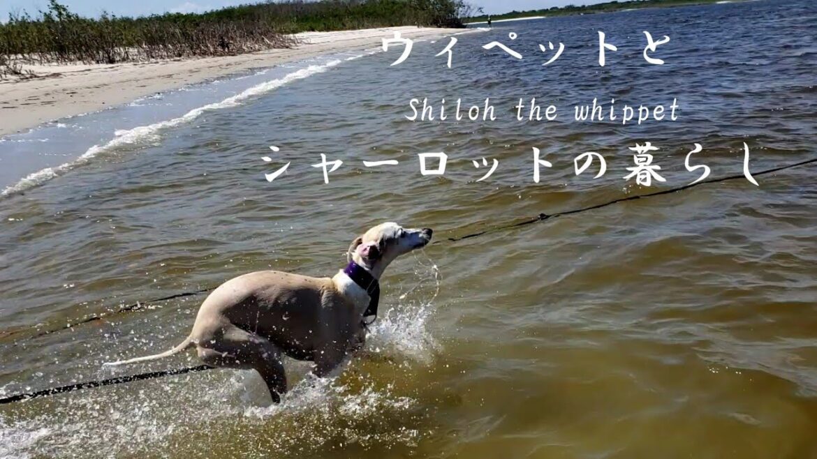 ウィペット、2歳の初泳ぎ